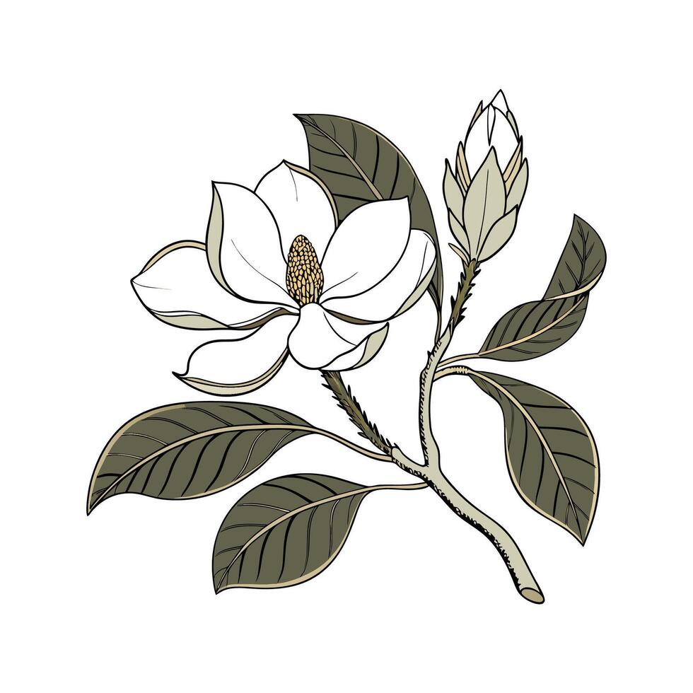 Charming Southern Magnolia with Clean Look vector