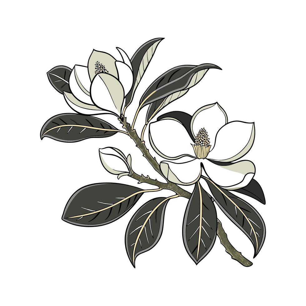 Stylish Southern Magnolia Display on White vector