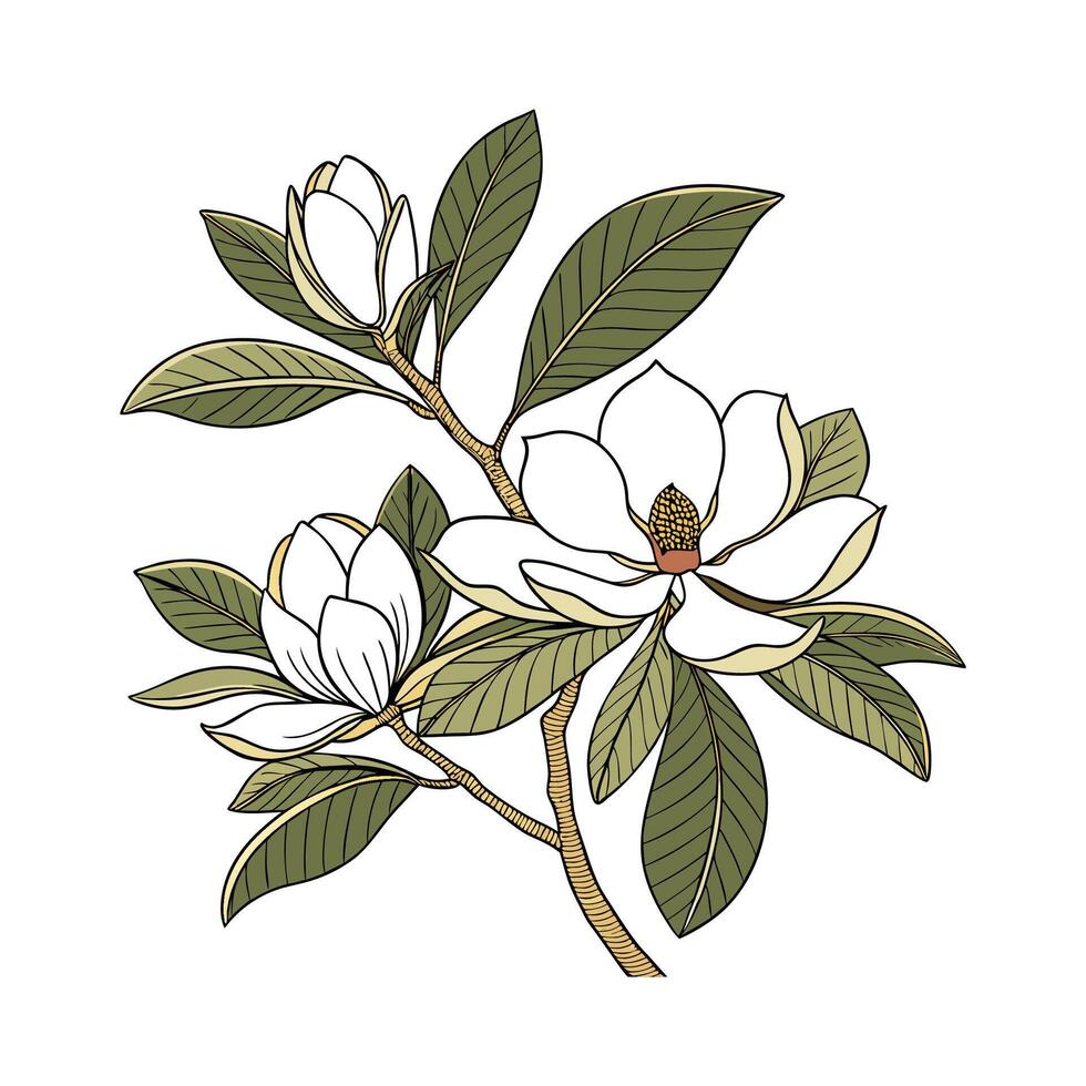 Beautiful Southern Magnolia on Bright White vector