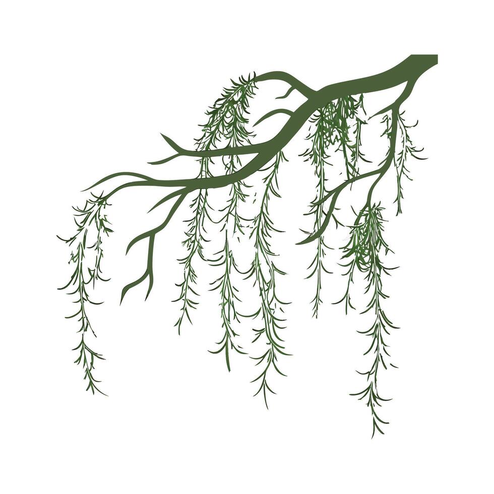 Elegant Tillandsia Moss with Bright Aesthetic vector