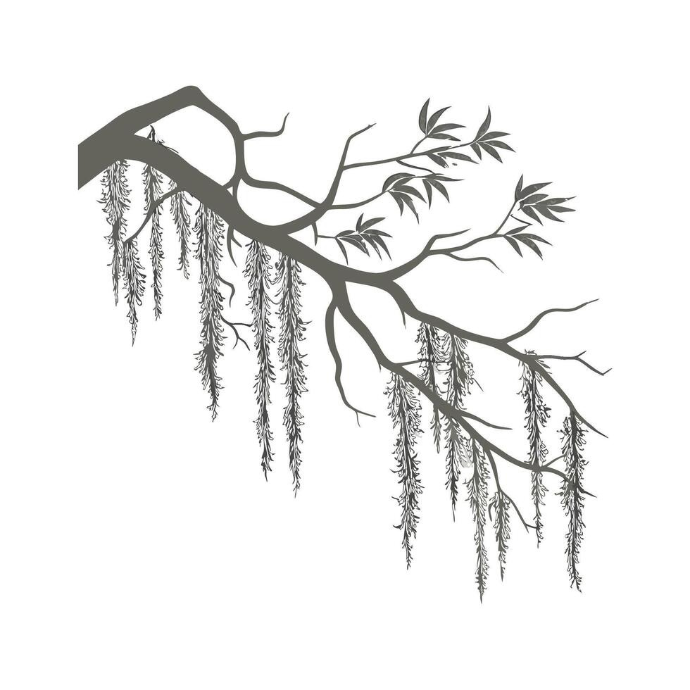 Dramatic Spanish Moss on White Backdrop vector