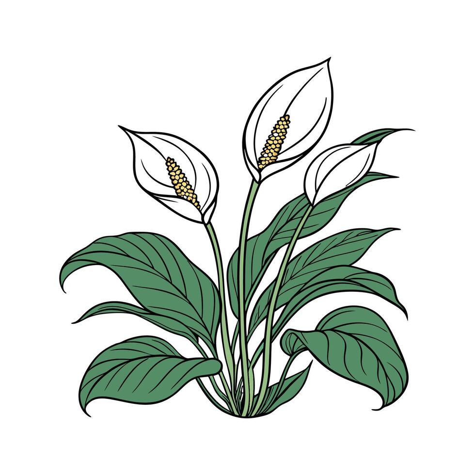 Beautiful Spathiphyllum on Clean White vector