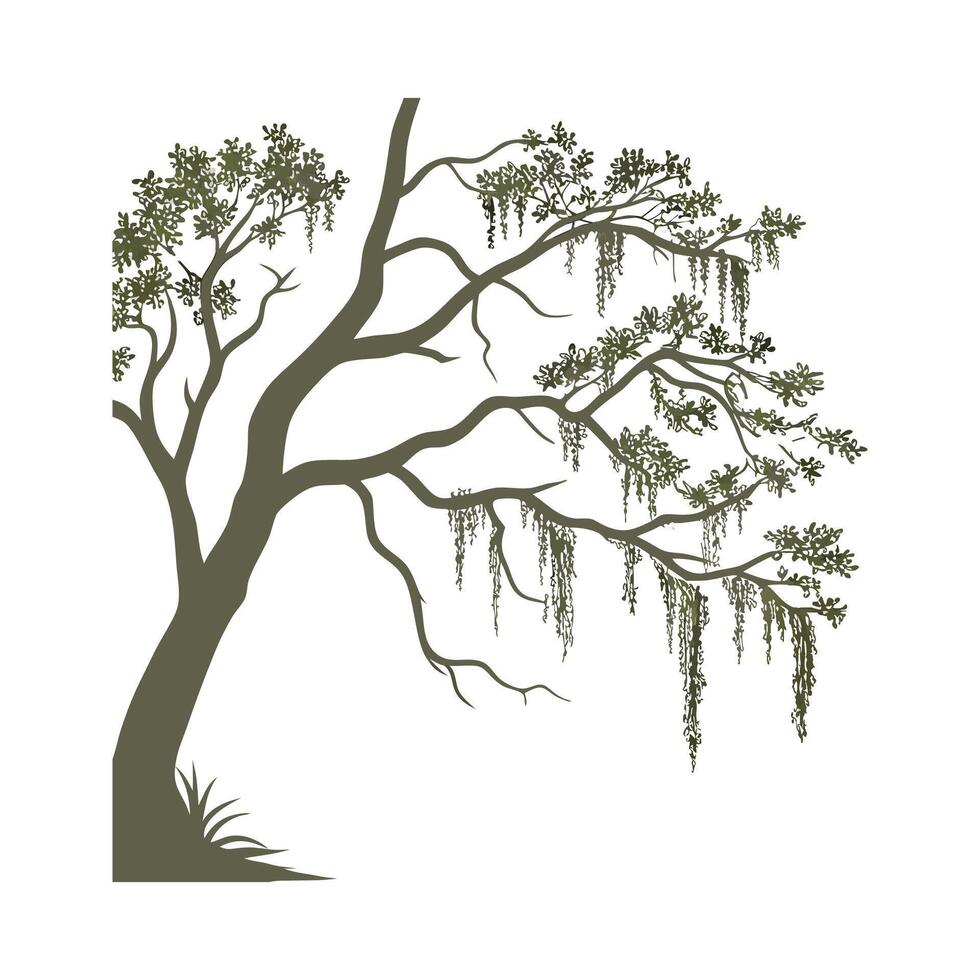 Beautiful Tillandsia Moss on Bright White vector