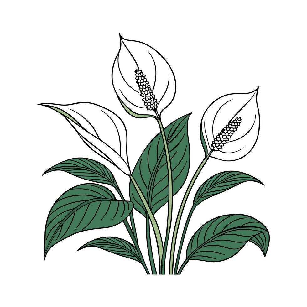 Elegant Spathiphyllum with Bright Aesthetic vector