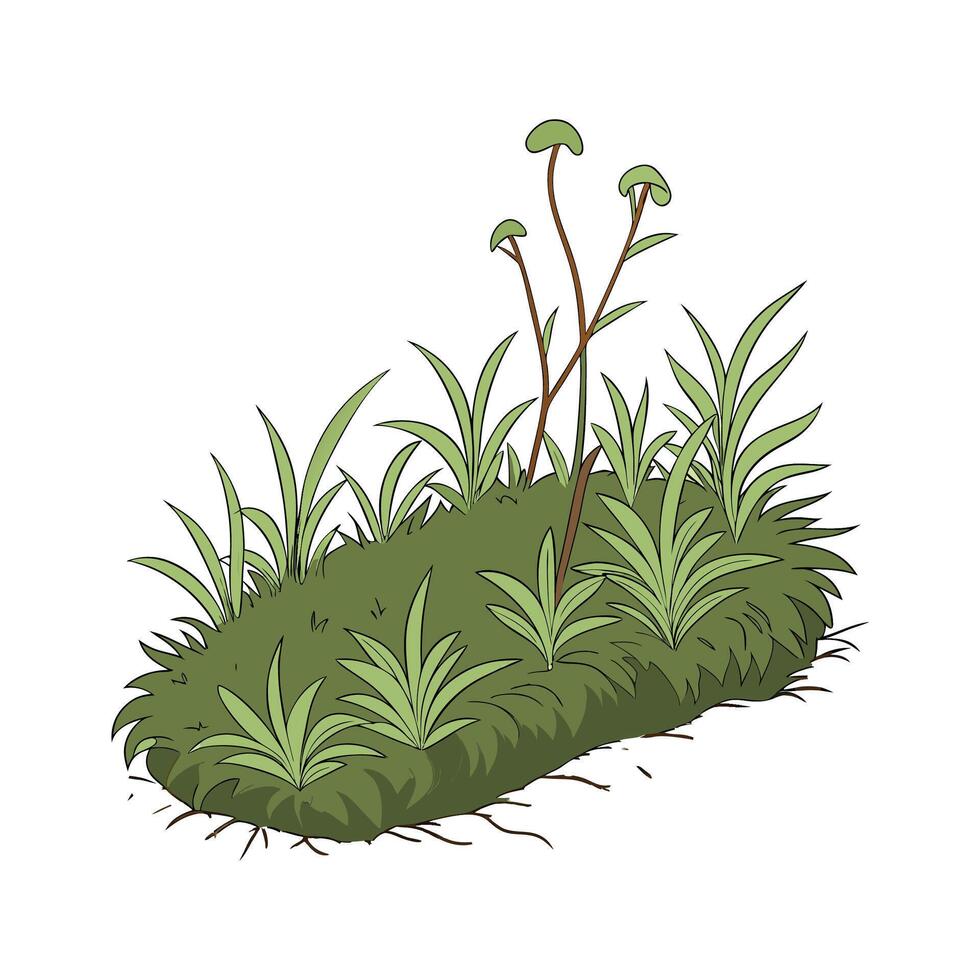 Elegant Sphagnum Moss on Clean White vector
