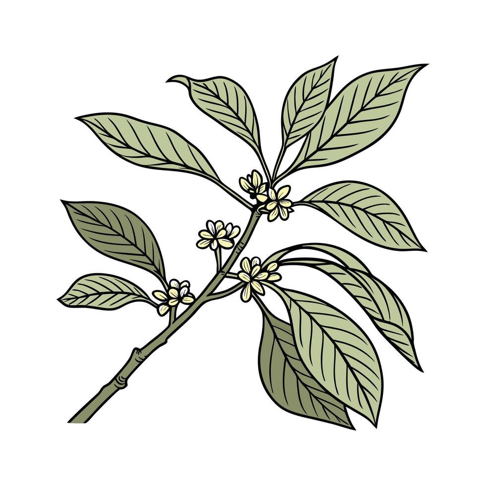 Charming Spicebush with Bright Aesthetic vector