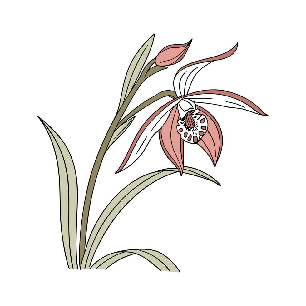 Charming Spider Orchid on Clean White vector