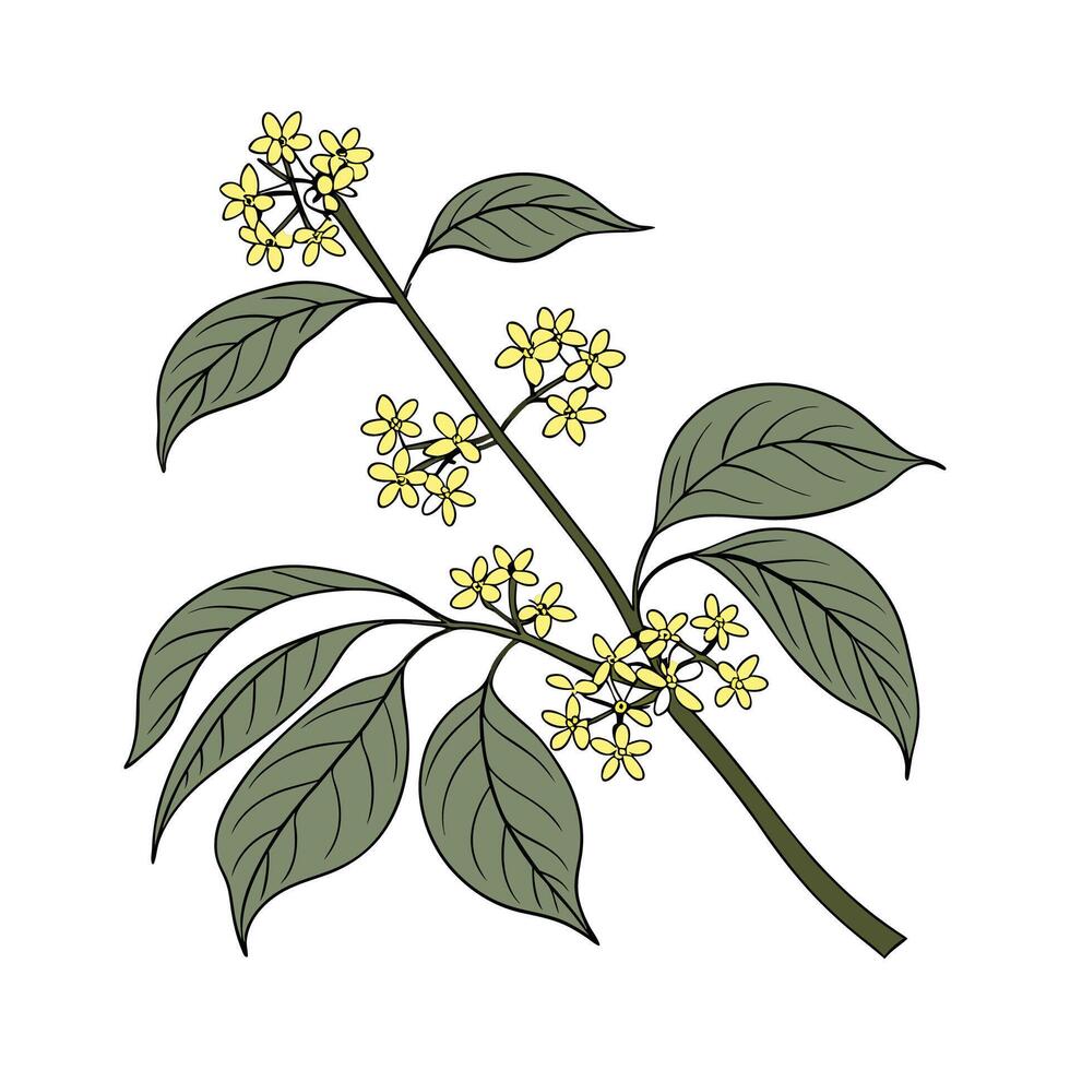 Elegant Spicebush in Bright Space vector