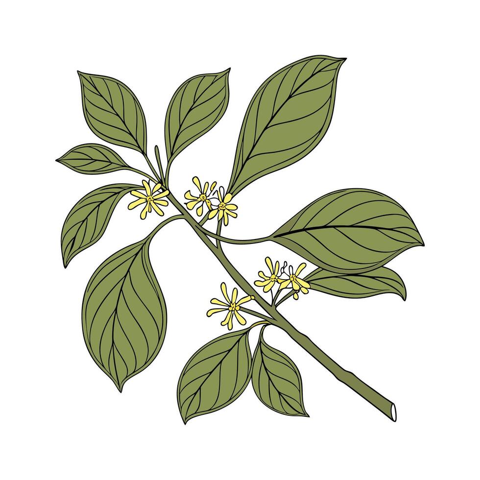 Stylish Spicebush Display on White vector