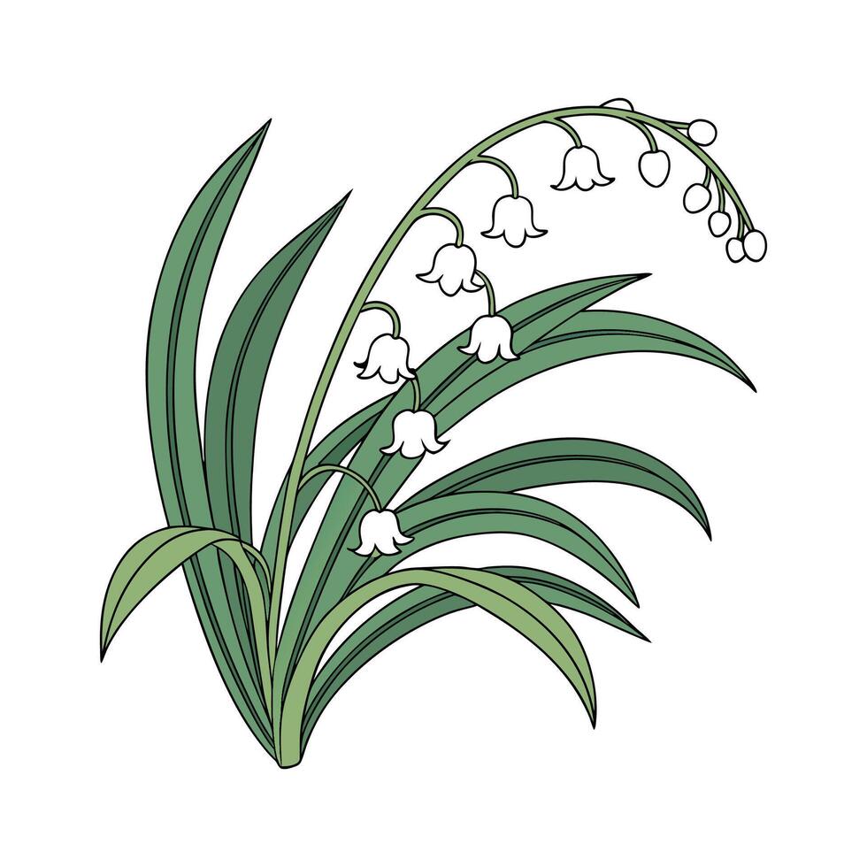 Charming Spider Plant Arrangement vector