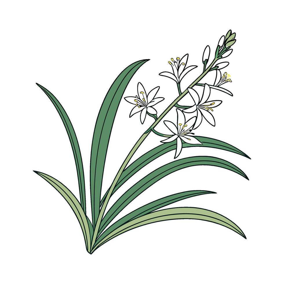 Graceful Spider Plant Display on White vector
