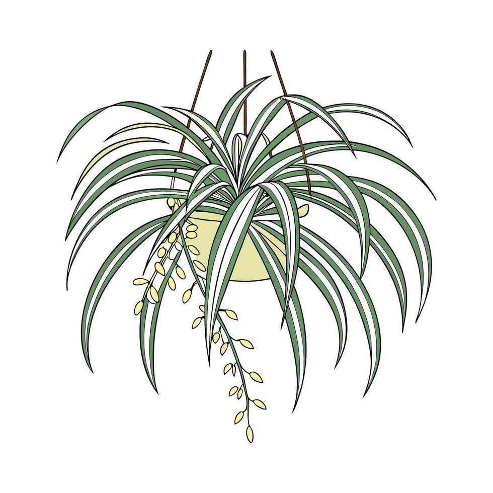 Stylish Spider Plant Chlorophytum Comosum Unique Design vector