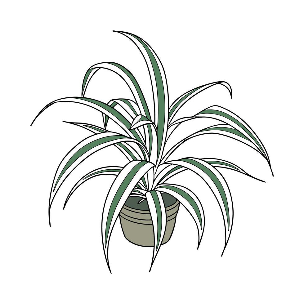 Charming Spider Plant on Bright Background vector