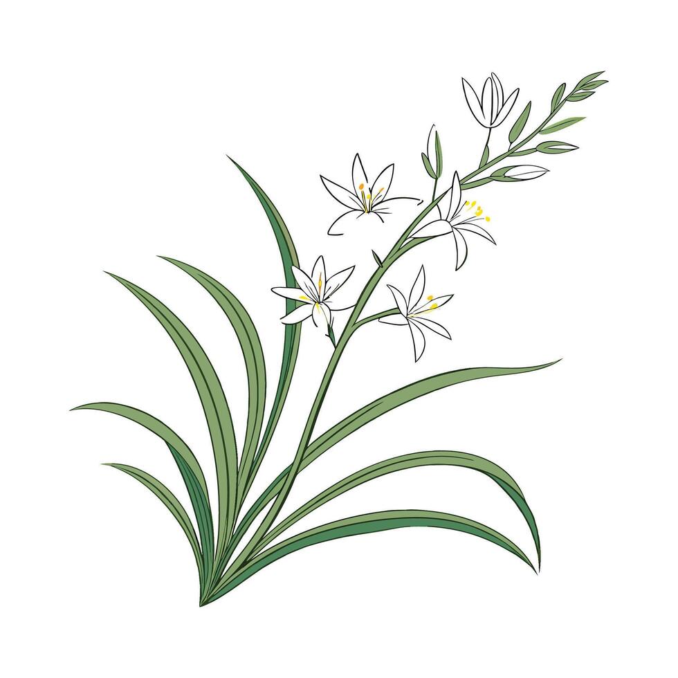 Chlorophytum Comosum Spider Plant Illustration vector