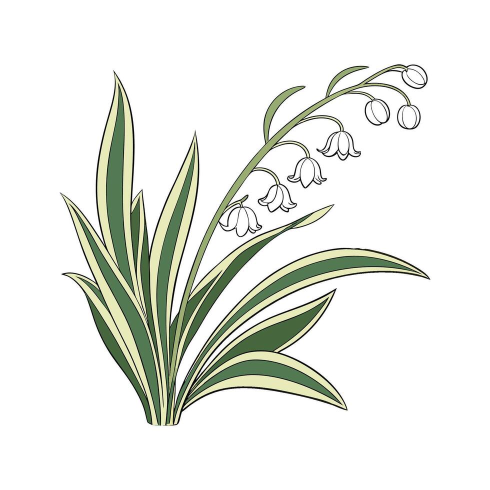 Elegant Spider Plant Design on White Background vector
