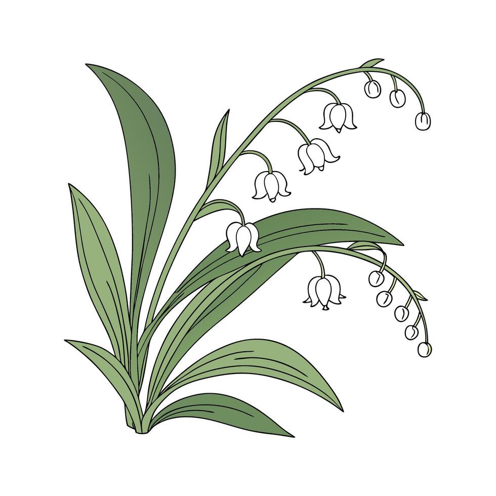 Alluring Spider Plant on Bright White vector