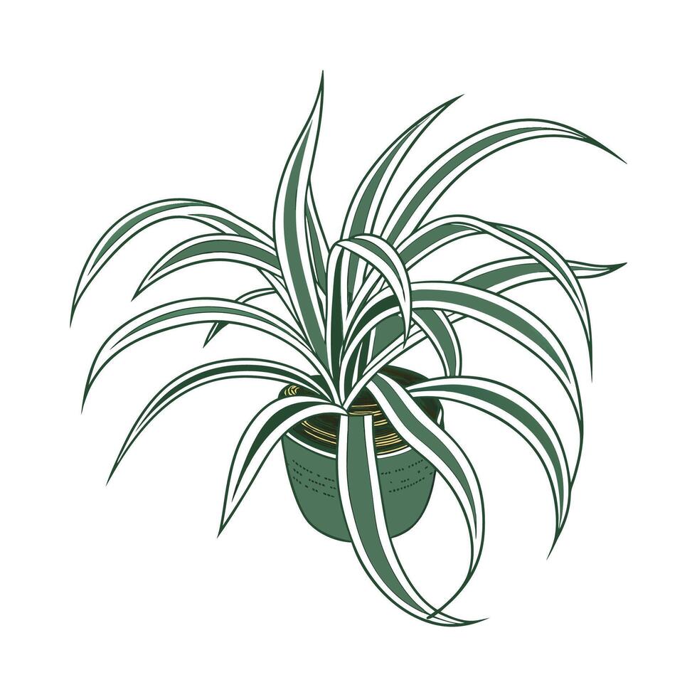 Elegant Spider Plant with Clean Look vector