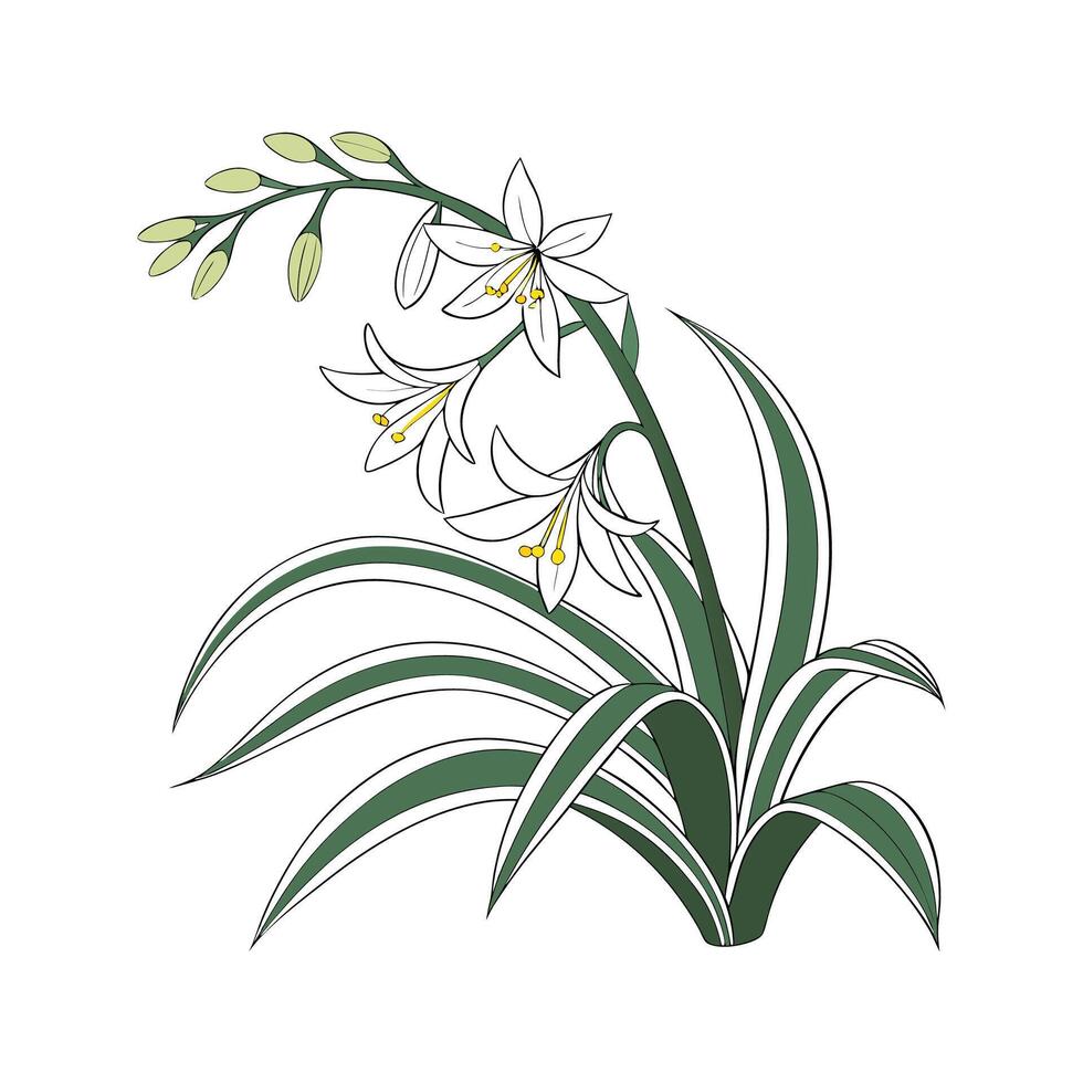Stylish Spider Plant Chlorophytum Comosum vector
