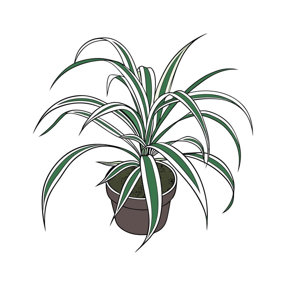 Beautiful Spider Plant Display on White vector