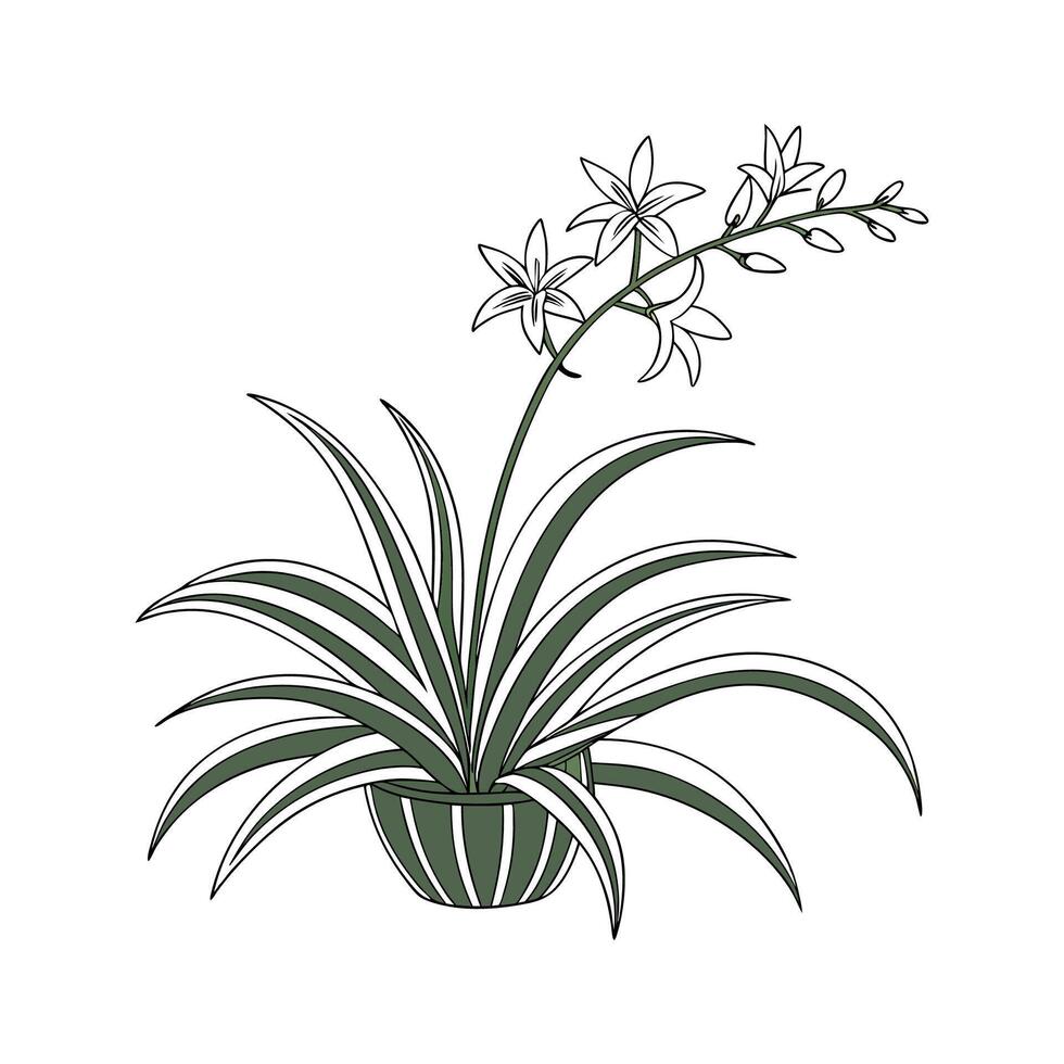 Spider Plant Art for Bright Indoor Spaces vector