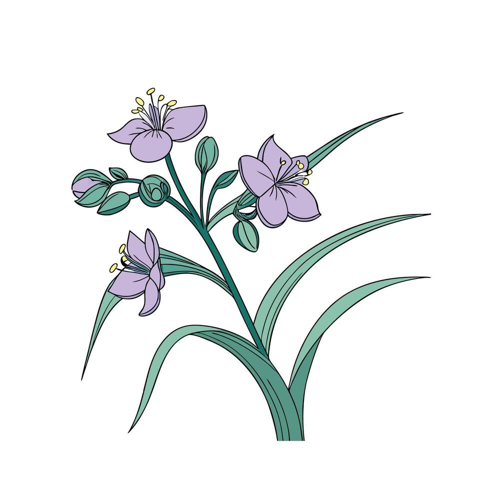 Elegant Spiderwort Display on Clean White vector