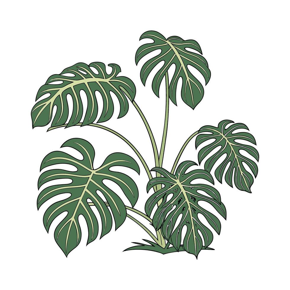 Charming Split Leaf Philodendron on Bright vector