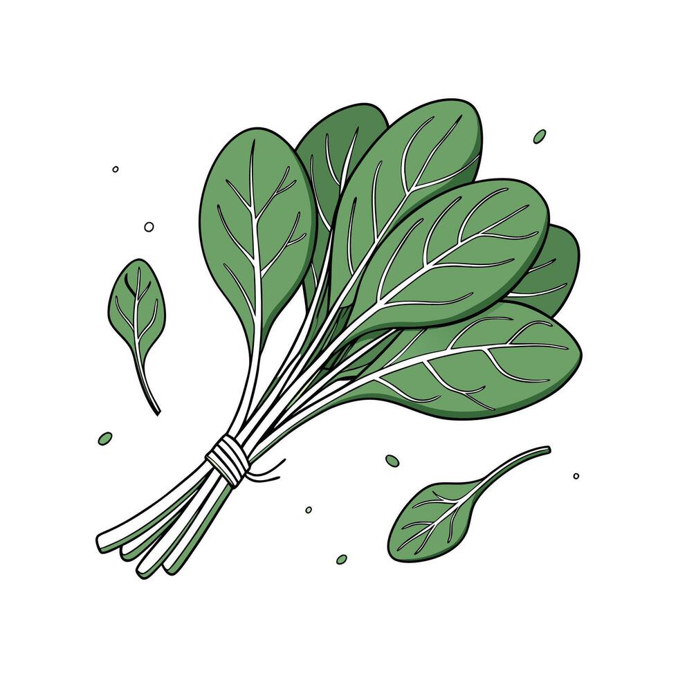 Elegant Spinach with Clean Look vector