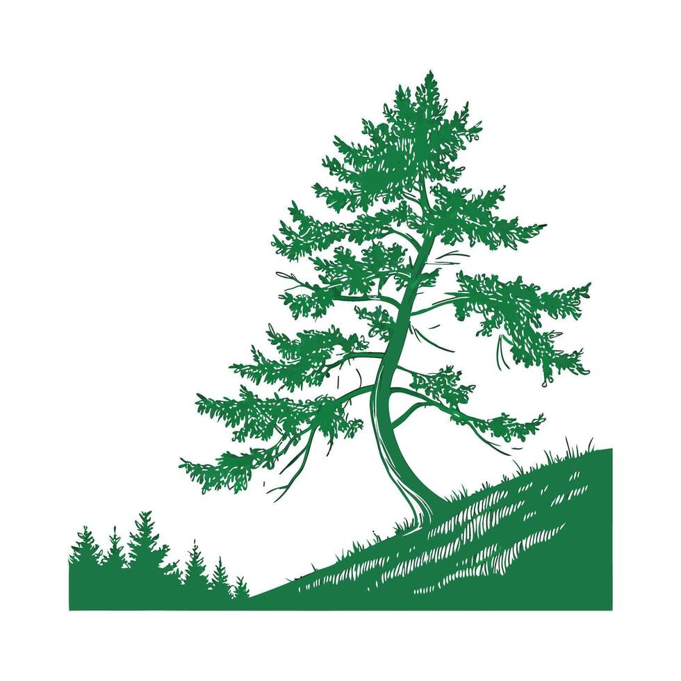 Beautiful Spruce Plant on Clean White vector