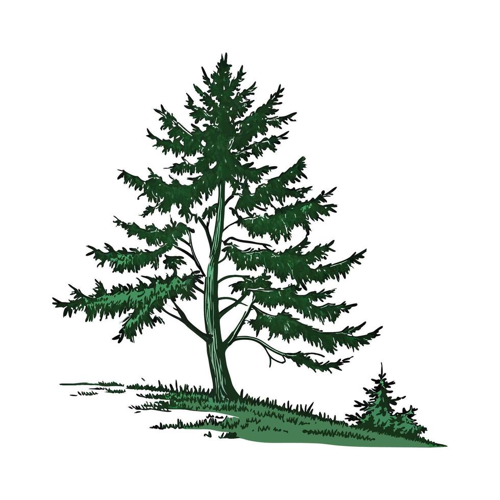Stylish Spruce on Clean White Background vector