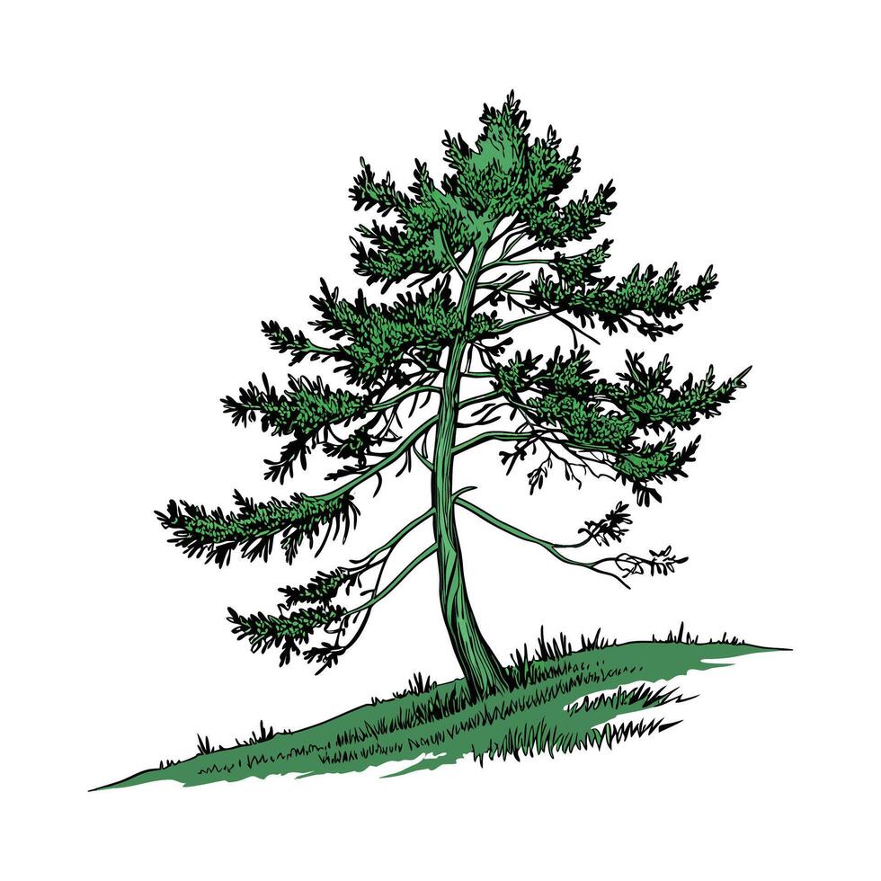 Stylish Spruce Tree Picea on Bright vector
