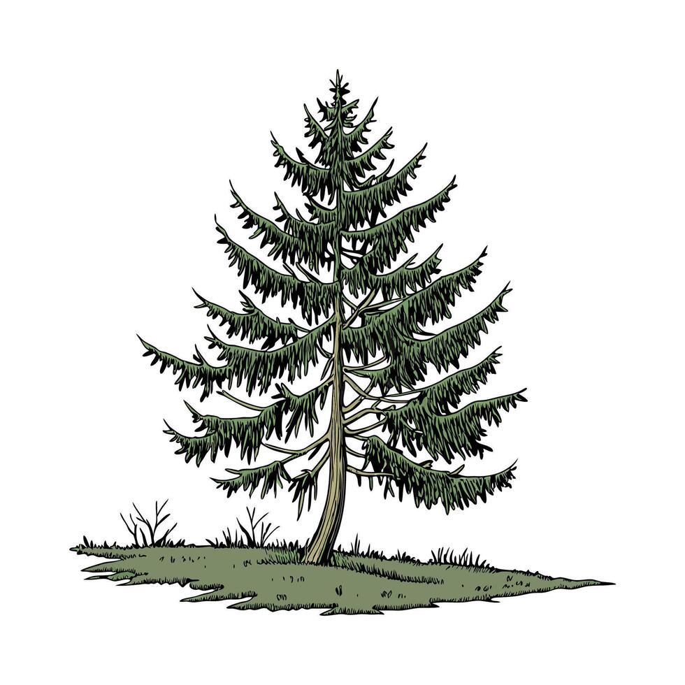 Elegant Spruce Tree Picea Display vector