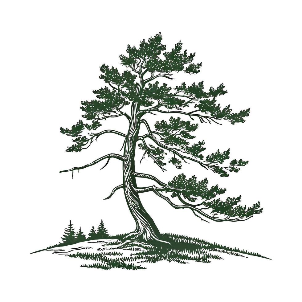 Charming Spruce Tree Picea Display vector
