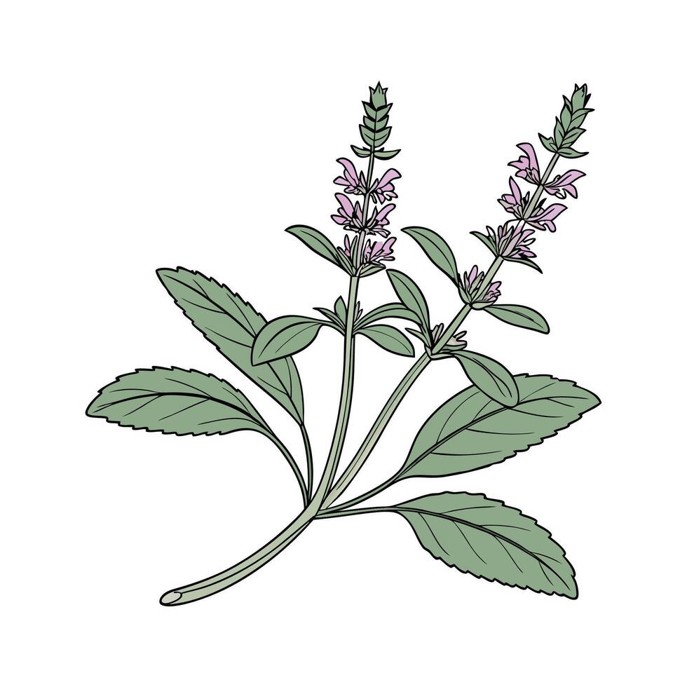 Charming Stachys Lambs Ear on White vector