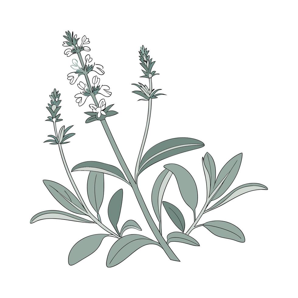 Stylish Stachys Lambs Ear in Bright vector