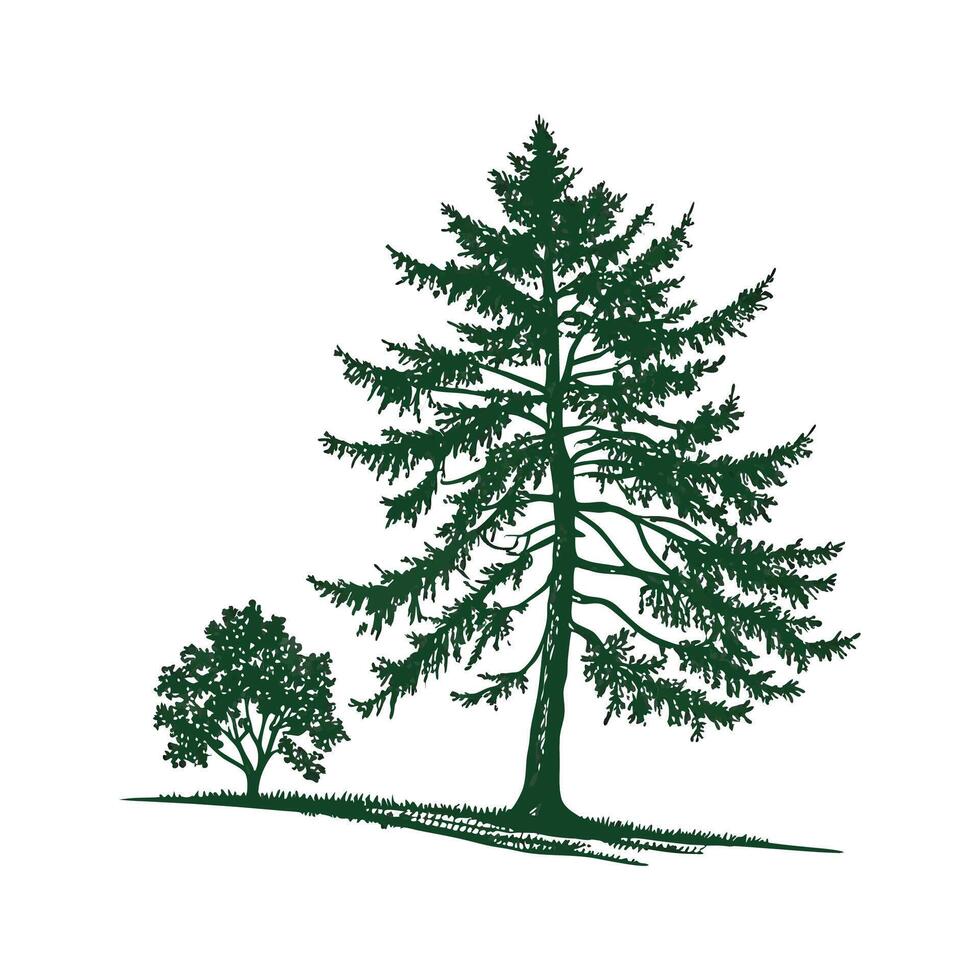 Beautiful Spruce Tree Picea in Bright vector