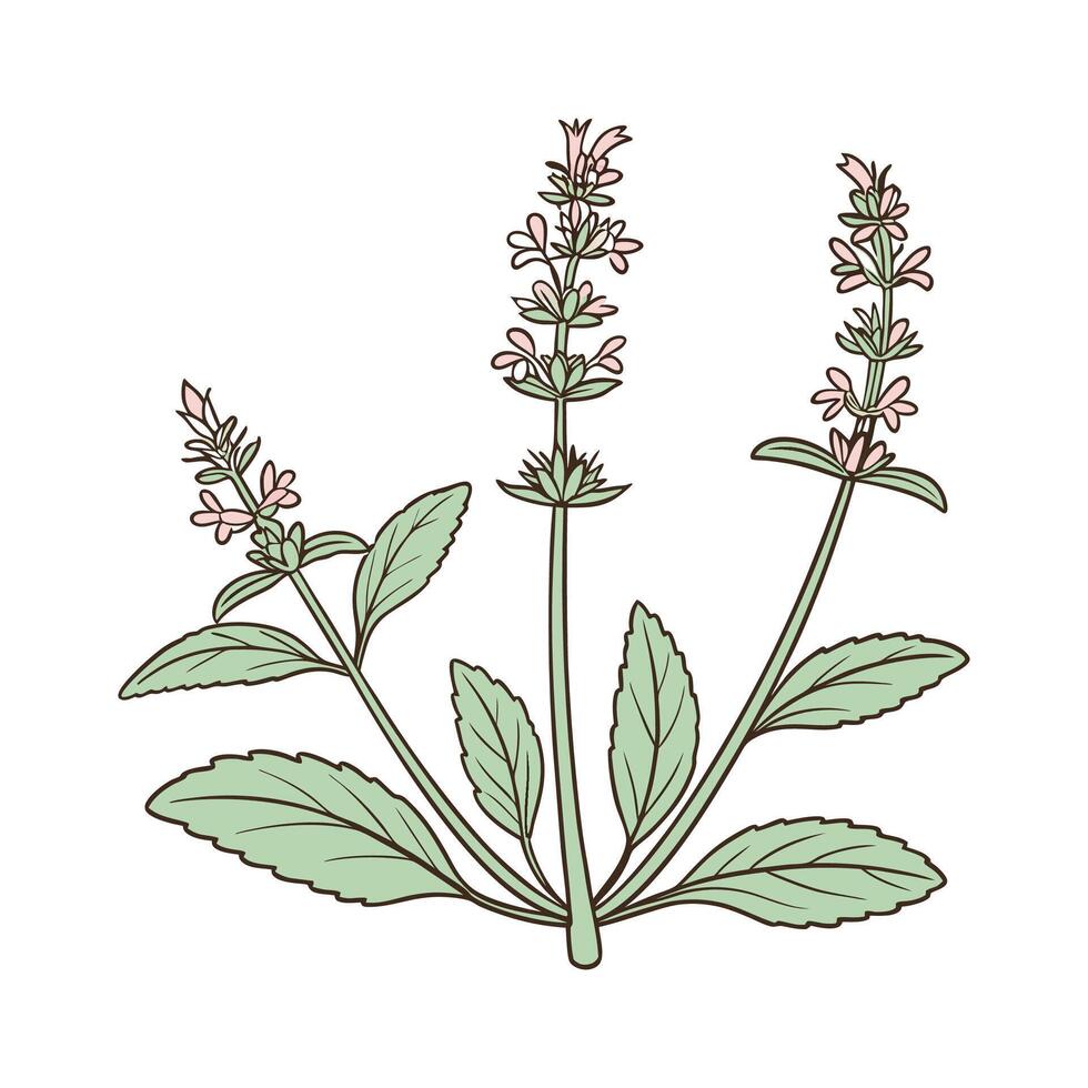 Elegant Stachys Lambs Ear Display vector