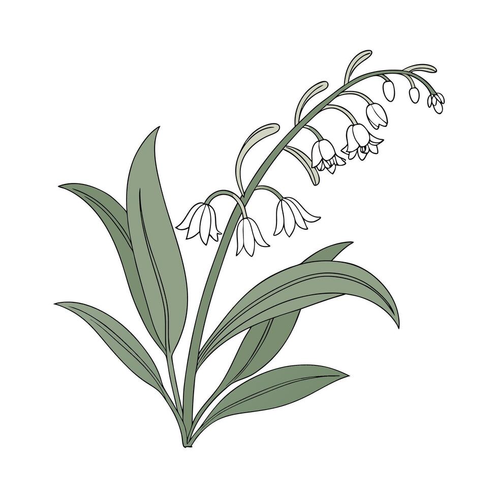 Beautiful Stachys Lambs Ear on Clean White vector