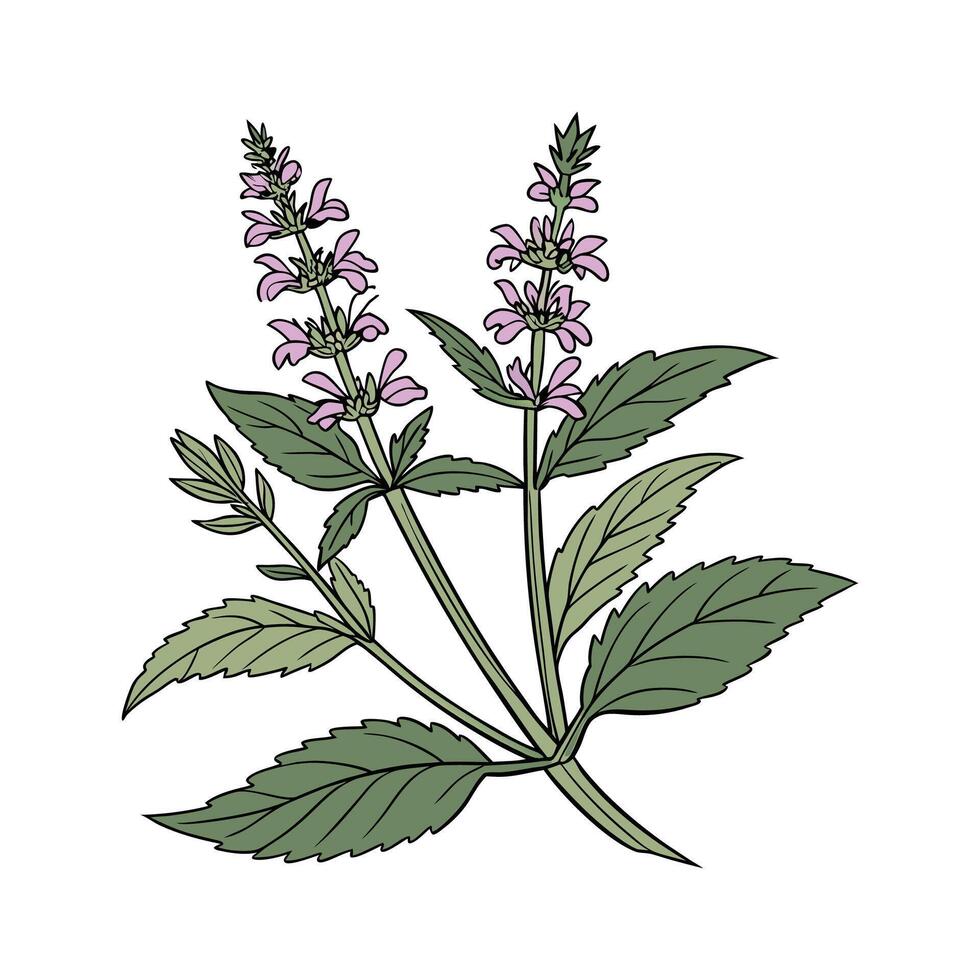Charming Stachys on Clean White vector