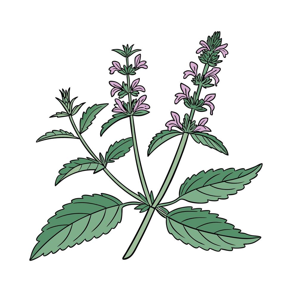 Stylish Stachys in Bright Space vector