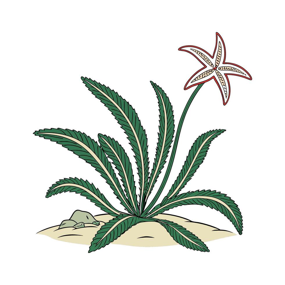 Charming Starfish Plant on Clean White vector