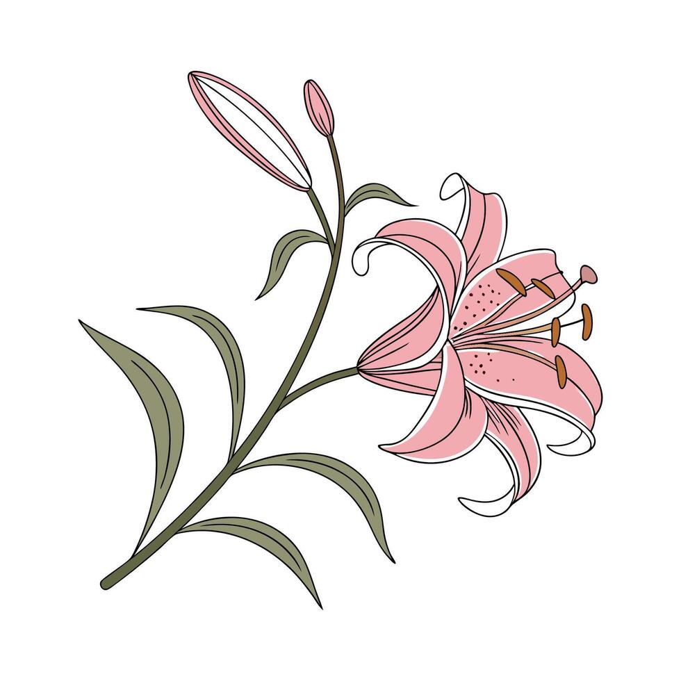 Charming Star Gazer Lily on Bright vector