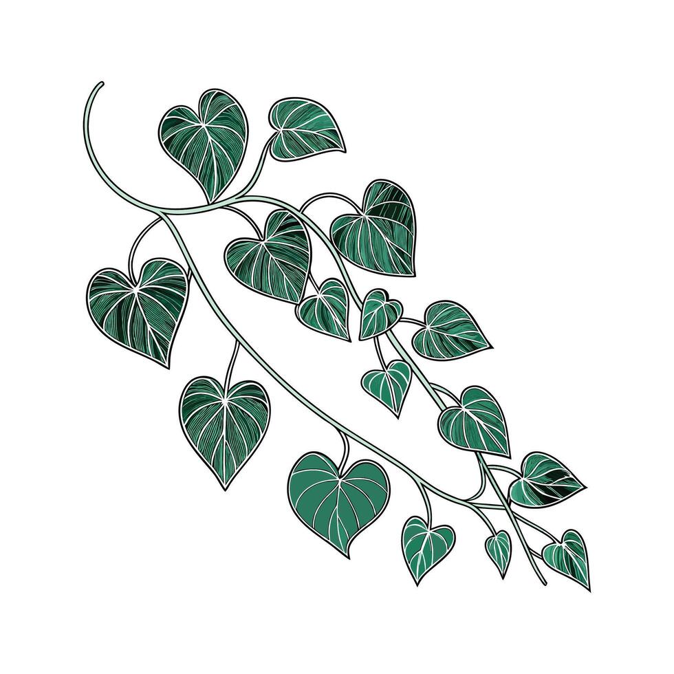 String of Hearts Plant Illustration for Decor vector