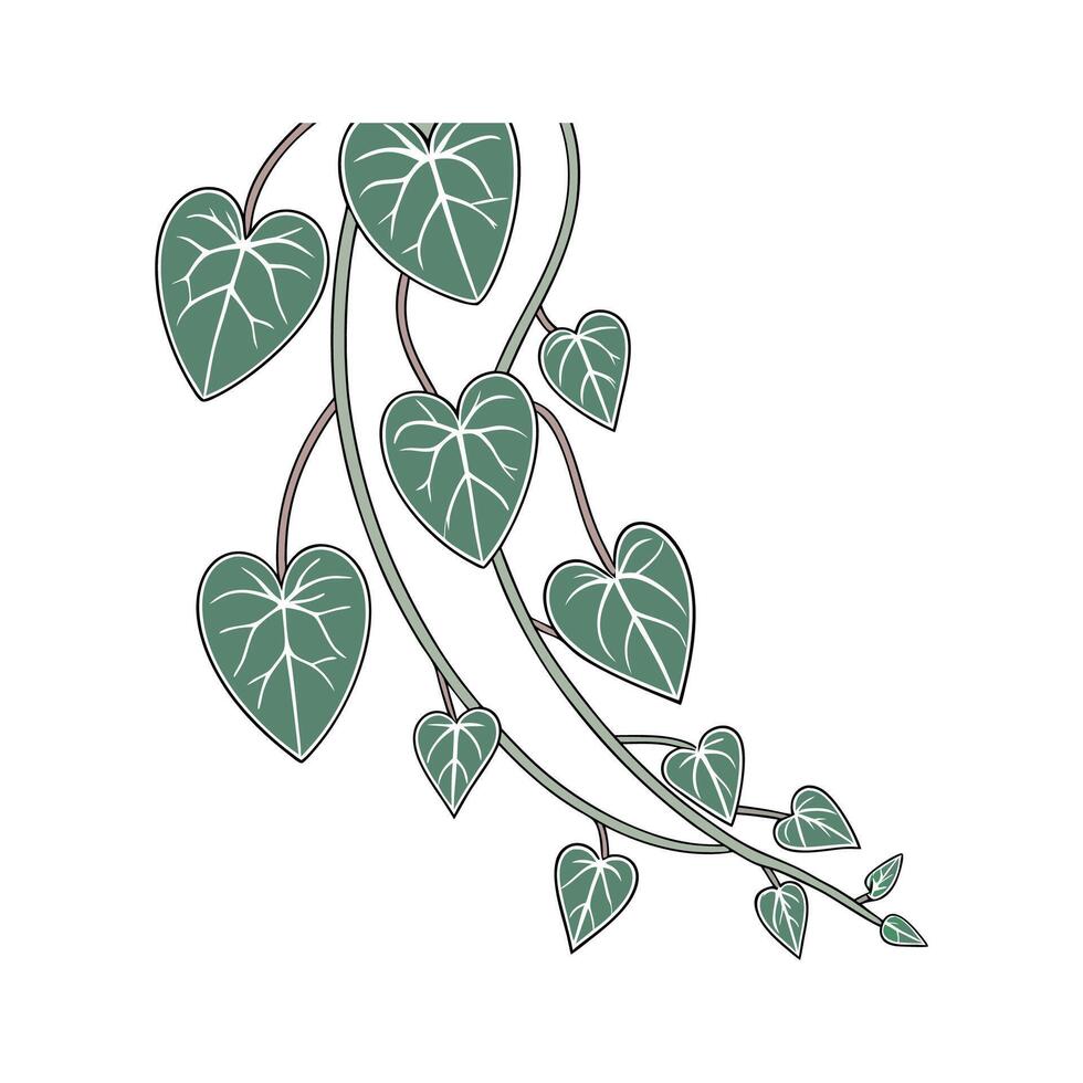 Ceropegia Woodii String of Hearts Illustration vector