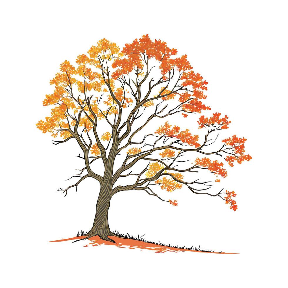 Beautiful Sugar Maple Acer on White vector