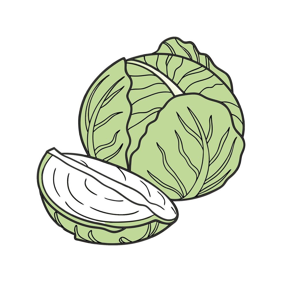 Beautiful Surinam Cabbage on Bright White vector