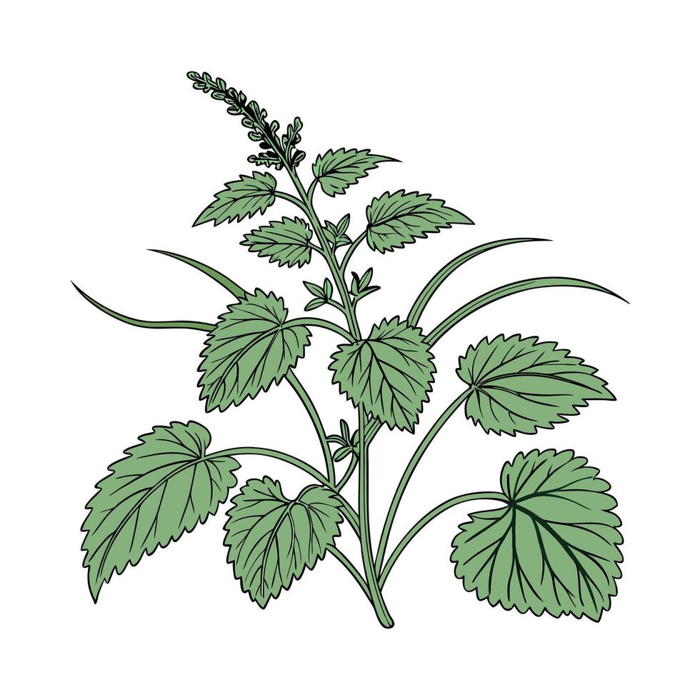 Stylish Swamp Plant on Clean White vector