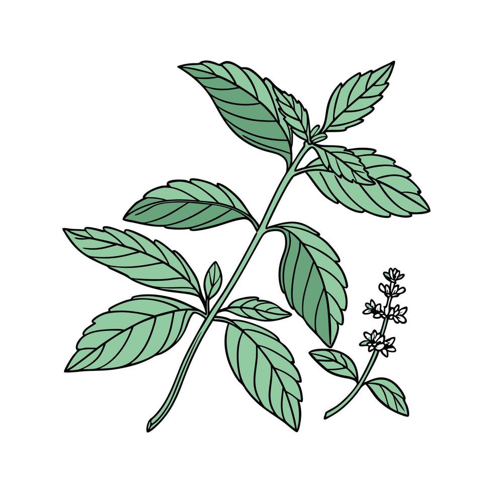 Charming Sweet Basil on Clean White vector