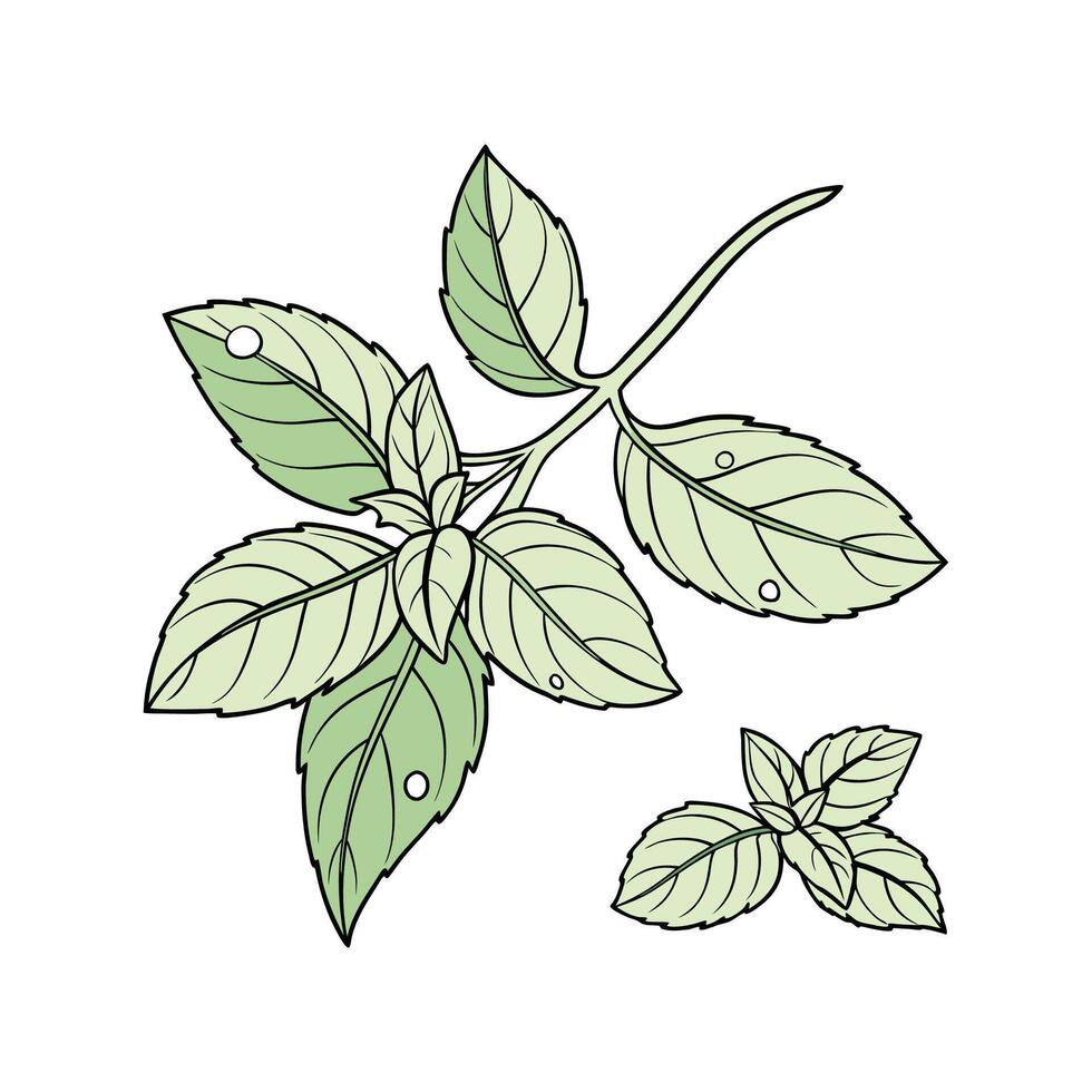 Stylish Sweet Basil Display on Bright vector