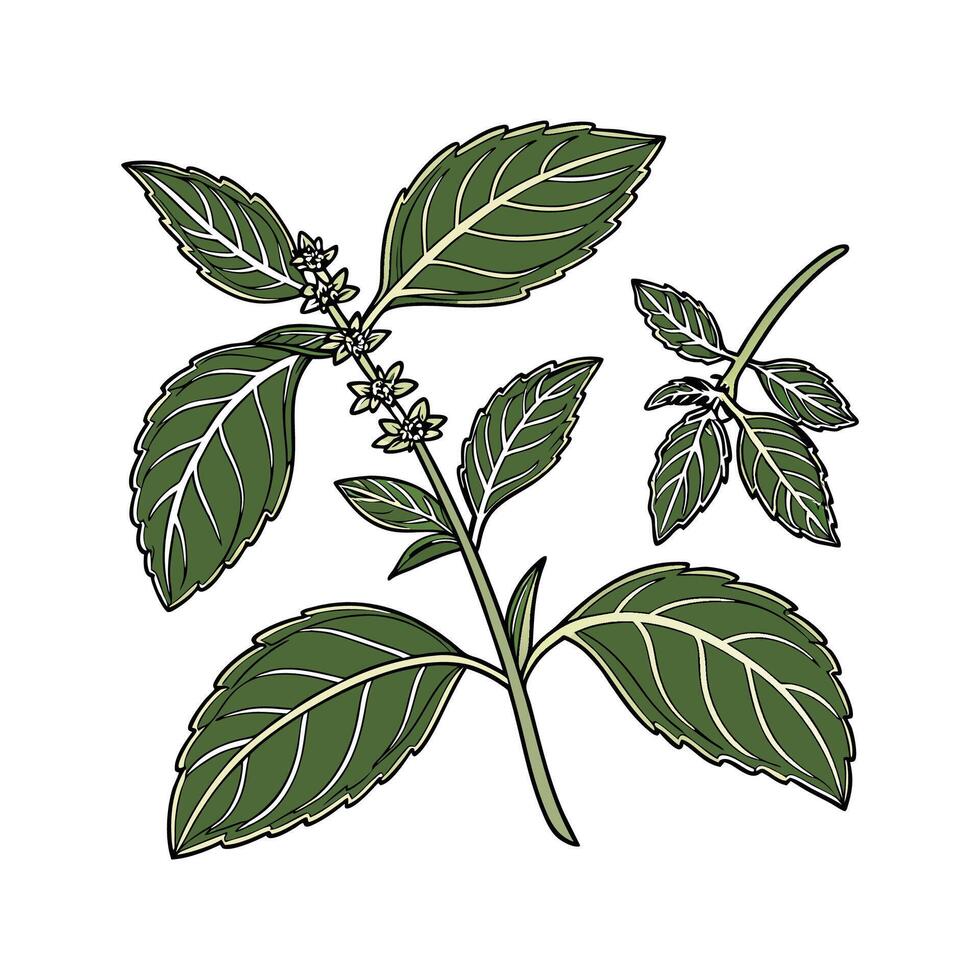 Beautiful Sweet Basil on Clean White vector