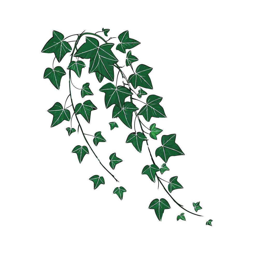 Beautiful Swedish Ivy on Bright White vector